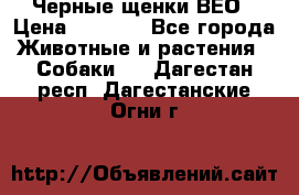 Черные щенки ВЕО › Цена ­ 5 000 - Все города Животные и растения » Собаки   . Дагестан респ.,Дагестанские Огни г.